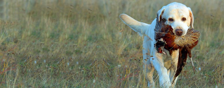 How to Train a Labrador Puppy to Hunt